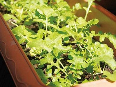 【お取り寄せ★納期 最長 約2週間】EM Garden(イーエムガーデン) 500ml