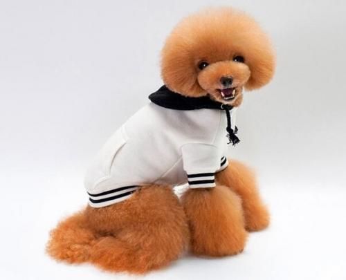 ペット用 ペットウエア パーカ フード付き 定番スポーツウェア ホワイト/ネイビー/グレー S/M/L/XL/XXL 各種★犬服 愛犬 ハロウィン 洋服 ドッグサイズ 犬の服 犬雑貨 仮装