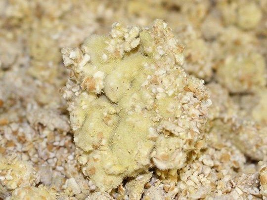 【お取り寄せ★納期 最長 約2週間】大黒のこだわり醤油　1L