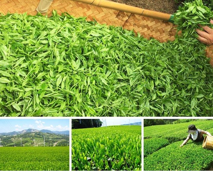 【お取り寄せ★納期 最長 約2週間】茶師の目利き　煎茶　100g