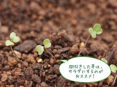 【お取り寄せ★納期 最長 約2週間】EM Garden(イーエムガーデン)　500ml