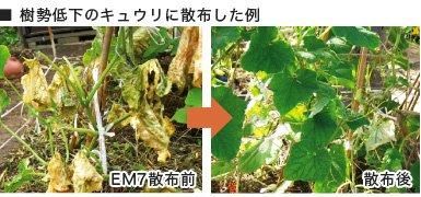 【お取り寄せ★納期 最長 約2週間】有機JAS適合 植物活力材 EM7　80ml