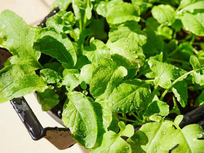 【お取り寄せ★納期 最長 約2週間】菜園EMパウダー　400g