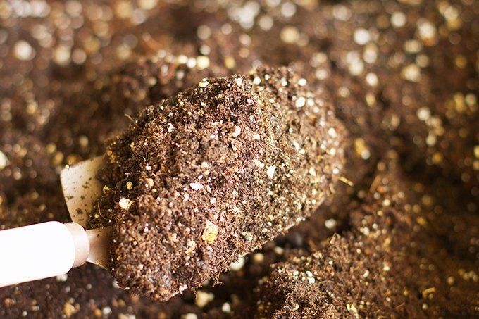 【お取り寄せ★納期 最長 約2週間】発酵上手　500g