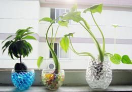 【在庫限り終了】マジッククリスタルボール ハイドロカルチャー 観葉植物・園芸・養土・培養土類に★