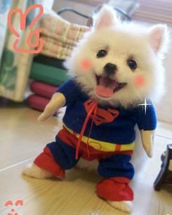 【在庫あり★即納可能】スーパーマン風 コスチューム ペット用：サイズ5#★ドッグサイズ コスプレ★犬用ハロウィン衣装★仮装・クリスマス・ハロウィーン・halloween