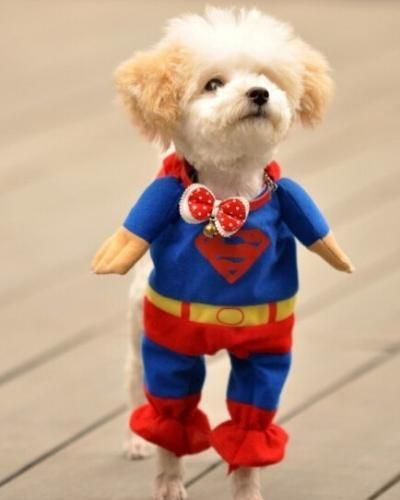 【在庫あり★即納可能】スーパーマン風 コスチューム ペット用：サイズ5#★ドッグサイズ コスプレ★犬用ハロウィン衣装★仮装・クリスマス・ハロウィーン・halloween
